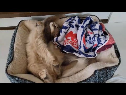 【悲報】アクア大ピンチ！！血便で病院へ…【ソマリ】【子猫】