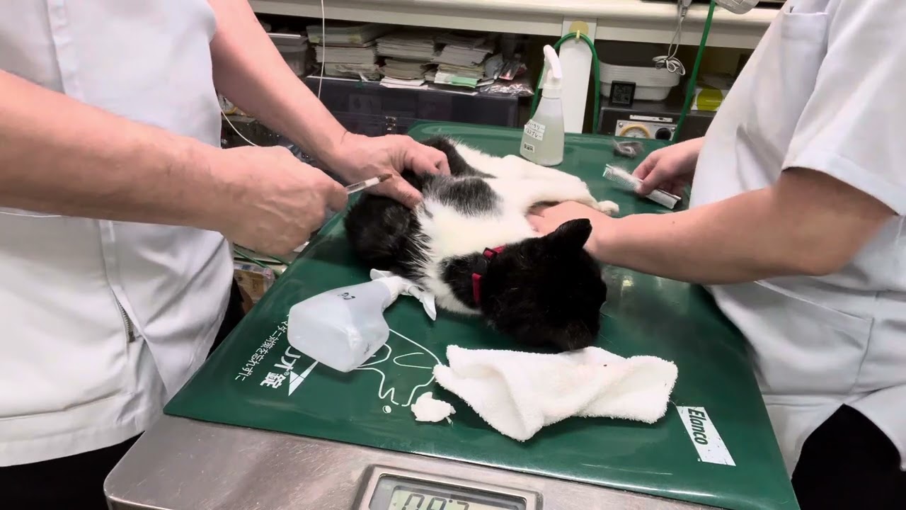 ③日本猫のももちゃんの治療、注射
