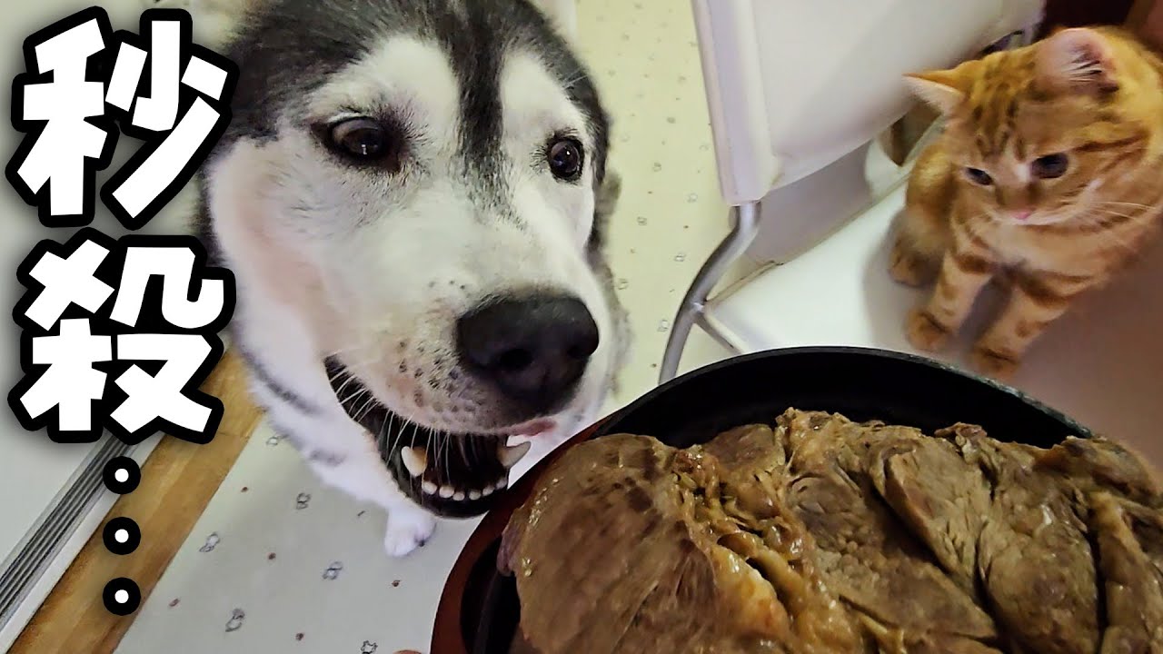 生まれて初めて特大ステーキを食べた子猫と犬達の反応がこちらです...