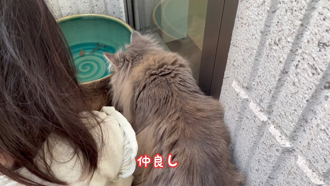 初めての金魚をいつまでも眺める猫　サイベリアン