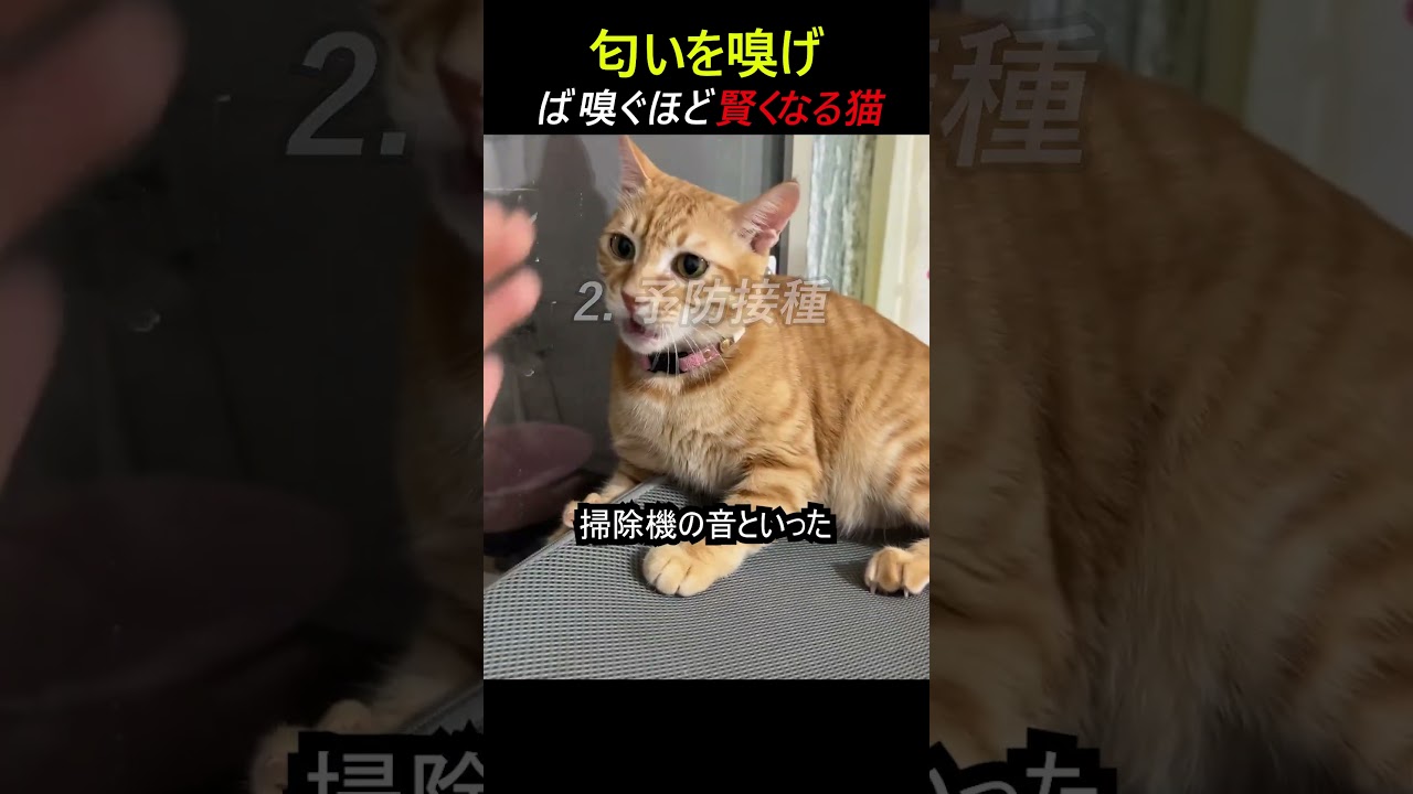 匂いを嗅げば嗅ぐほど賢くなる猫