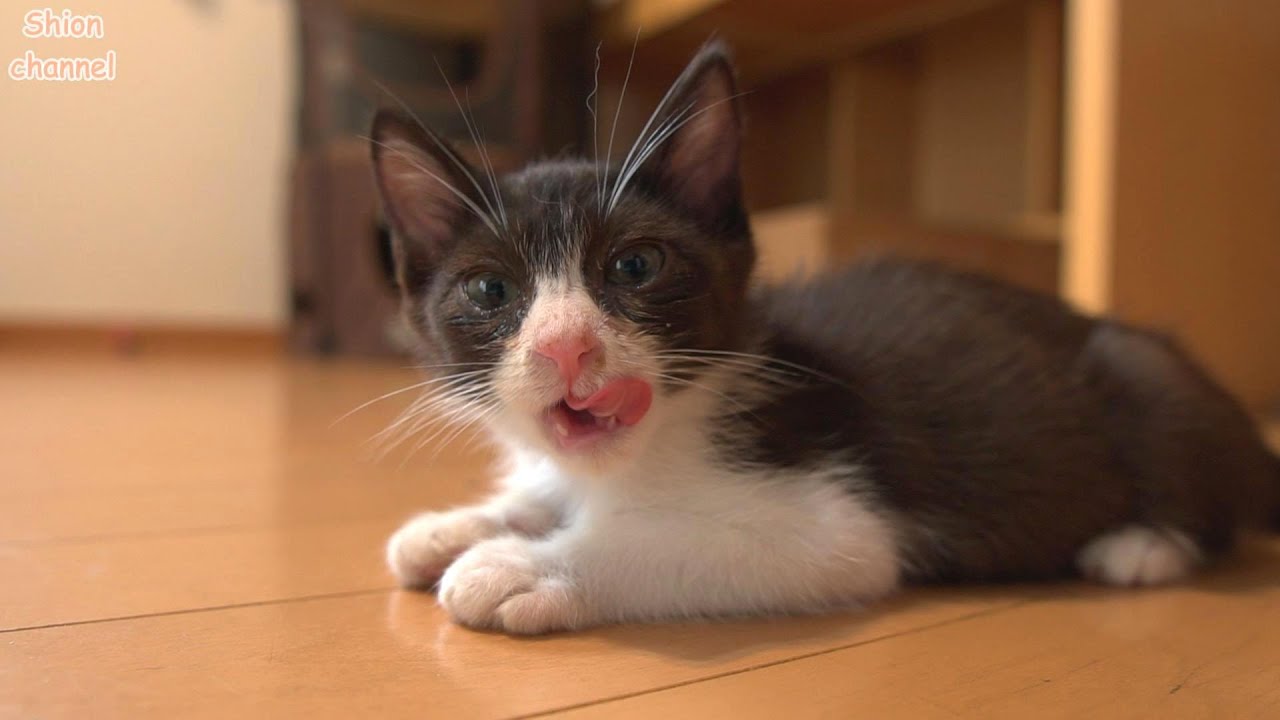 猫風邪から復活して1週間が経った子猫たちの様子