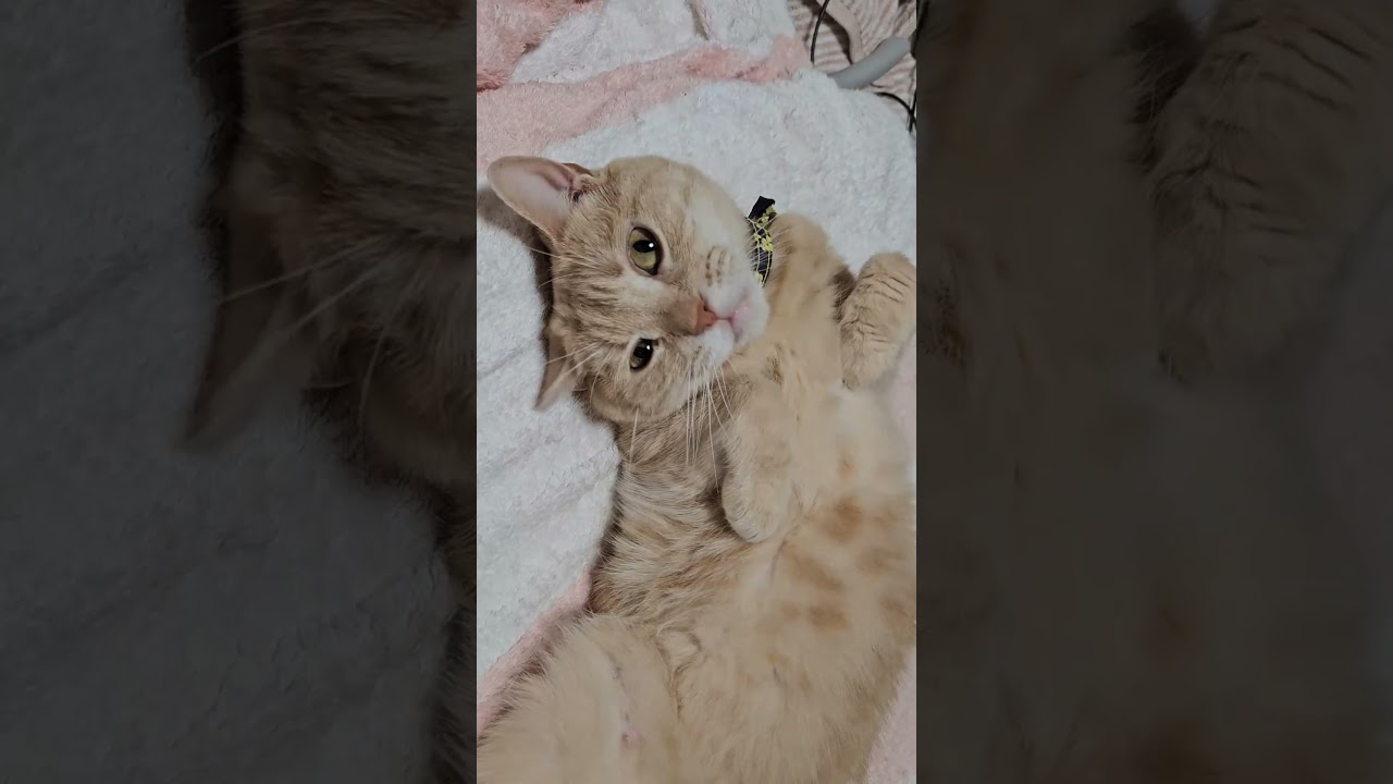 猫たちは眠い #cat #猫 #ねこ #マンチカン #ベンガル #釣り