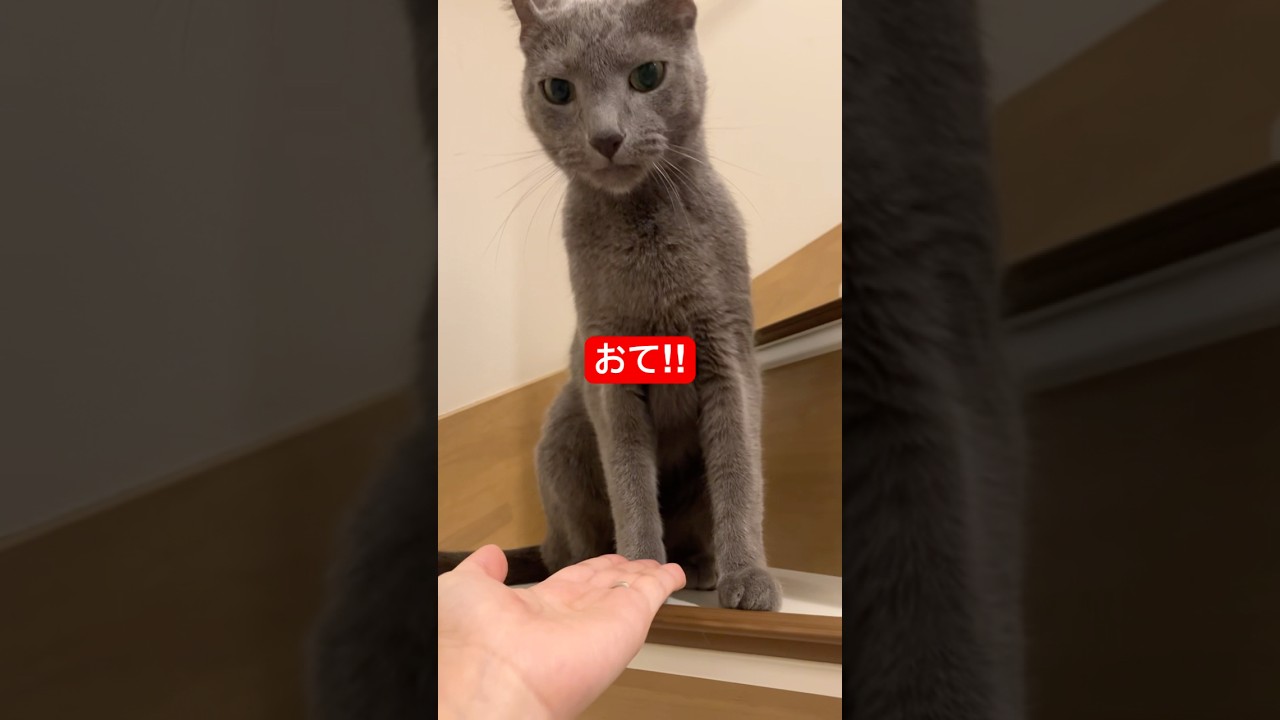 おて‼︎する猫ちゃん#ロシアンブルー #猫