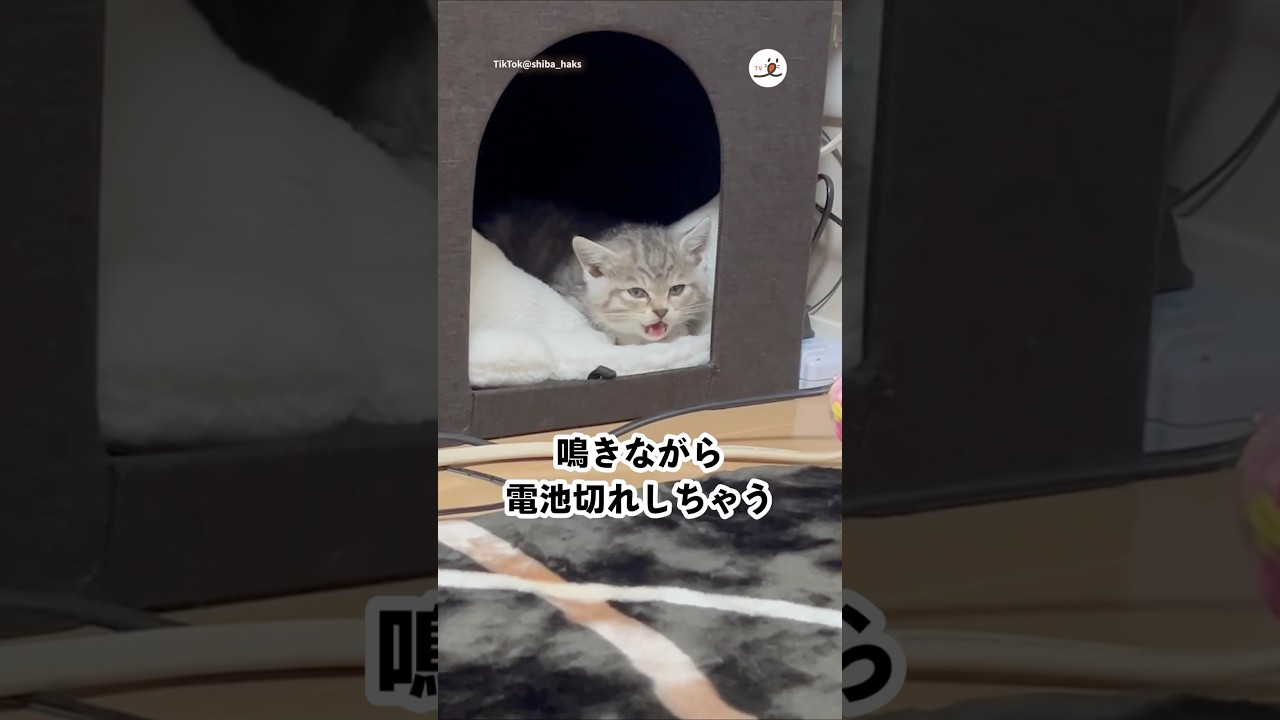 電池切れ寸前の子猫｜PECO