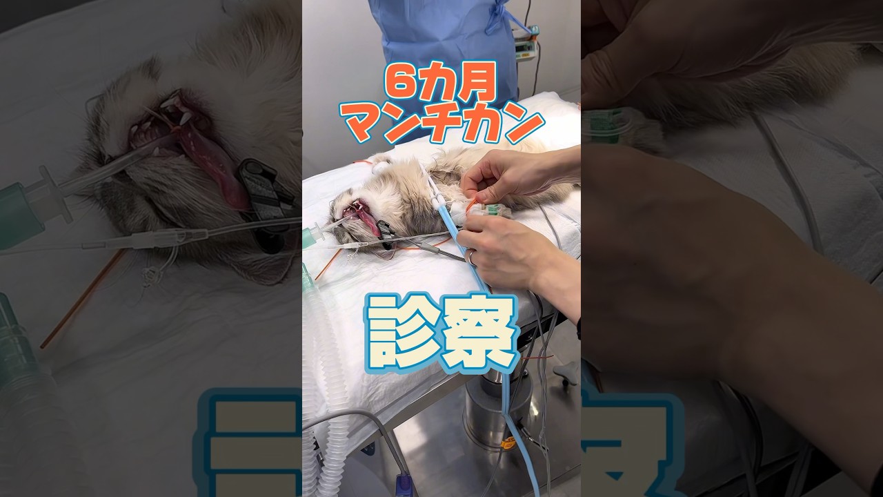 去勢手術をしに6カ月のマンチカンが動物病院にやってきた！