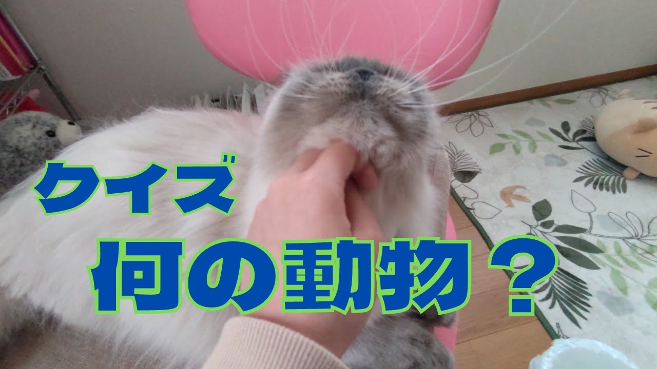 反りかえった髭はアザラシかオットセイかそれとも・・・？【ヒマラヤン猫　アニキと舎弟の珍道中】#89