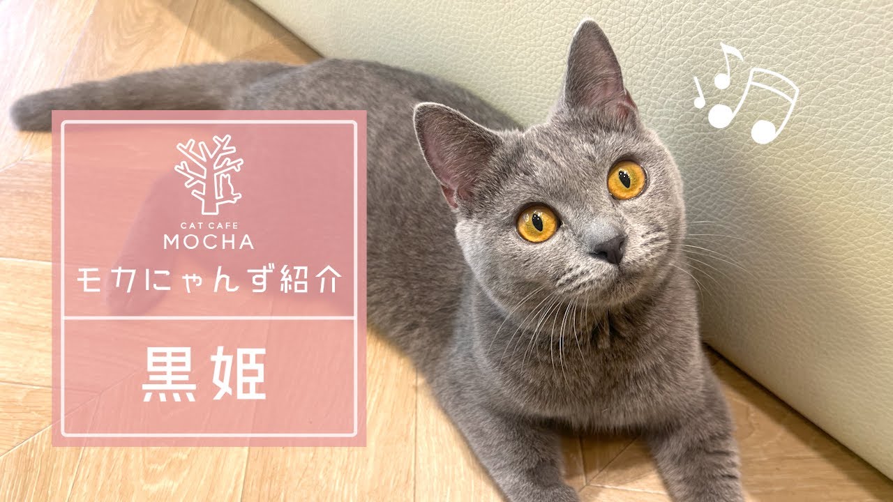黒姫（シャルトリュー♀）松本店