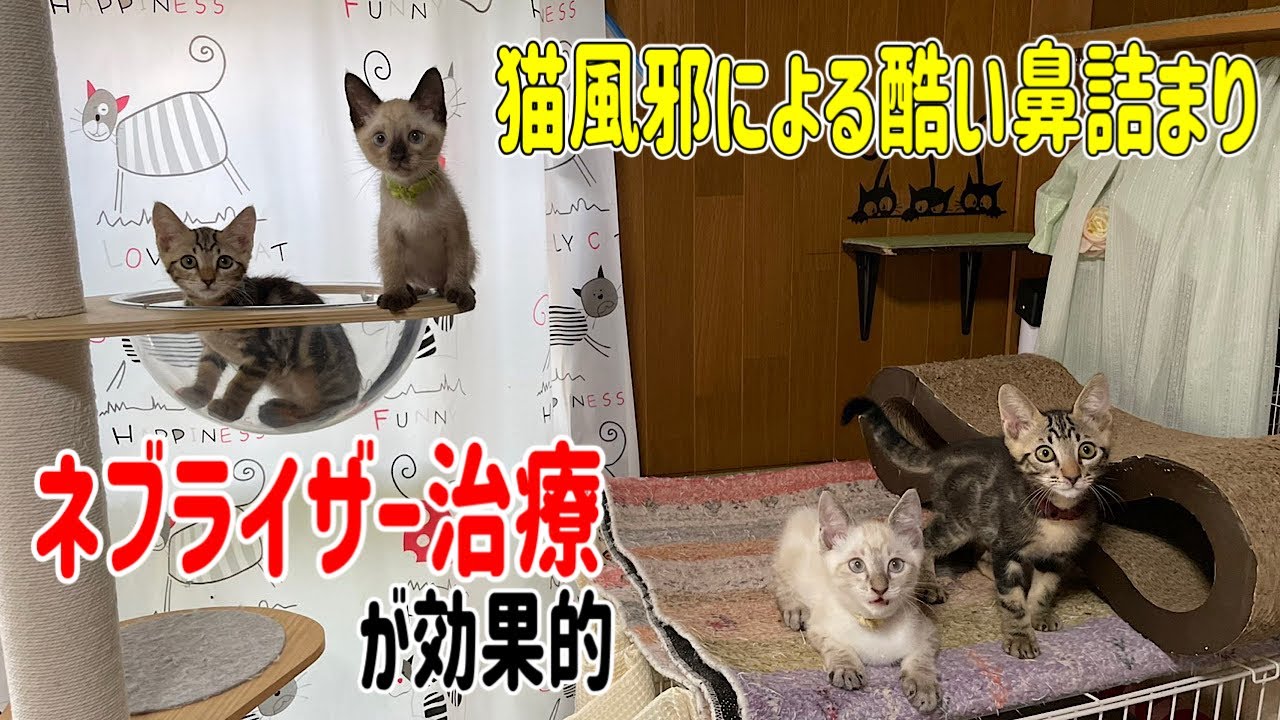 猫風邪を克服する為にネブライザー治療をがんばる子猫4兄妹