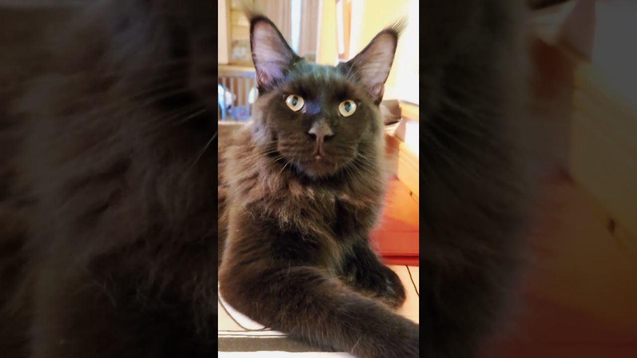 8ヶ月手前の我が家の渋い #mainecoon 優しい巨人？メインクーン君説明欄参考🙏