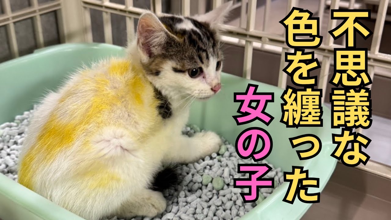 【139】雷に怯える子猫３姉妹を保護⭐️不思議な黄色い着色の正体は…