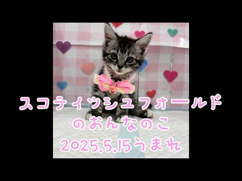 ペットプラザ広島祇園店　スコティッシュ・フォールド　2505048