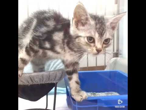 ☆西宮今津店　アメリカンショートヘアー　♂　1180805