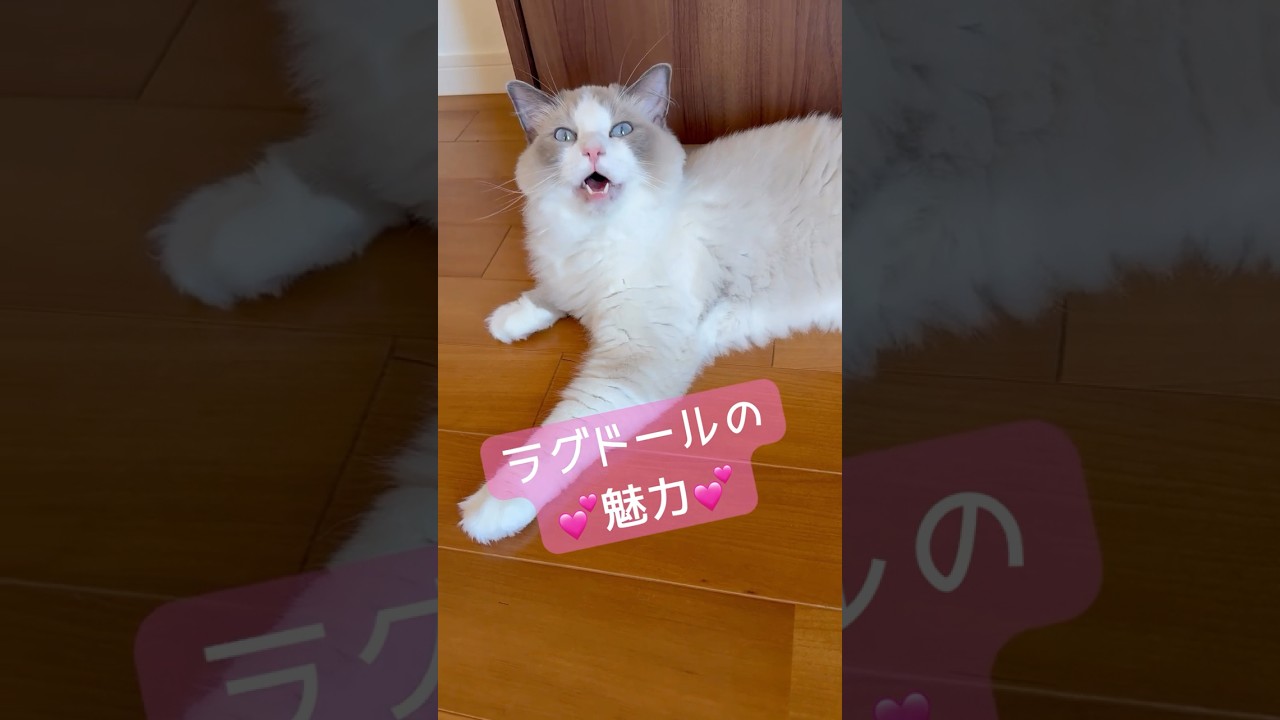 ぴったり密着系ラグドールです💗