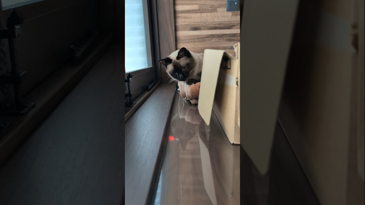 光に反応するシャム猫🐱 - Funny Cats Reaction - #shorts #cat