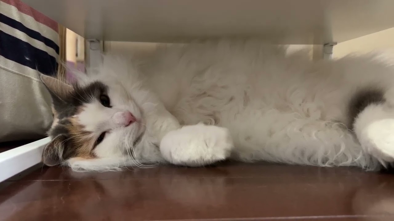 避難訓練をする猫【三毛猫ノルウェージャンフォレストキャット】