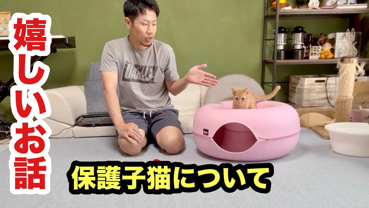 保護子猫に嬉しい話がきました！