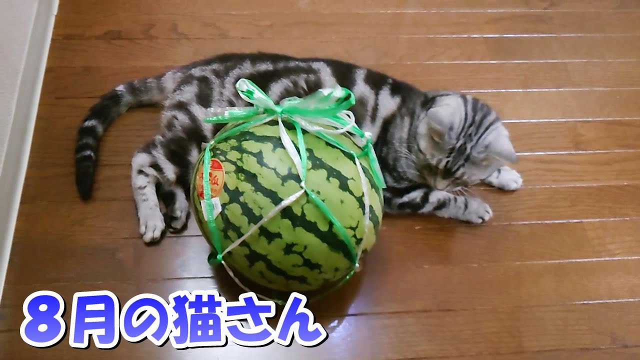 ８月の猫さん！今年もスイカごろごろ（アメリカンショートヘア）