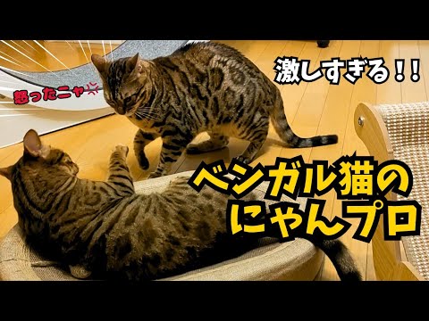 ベンガル猫の激しいにゃんプロ