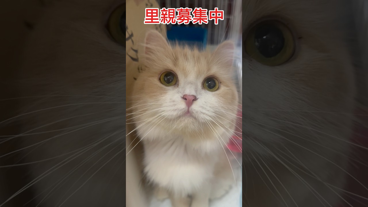 アメリカンカール　親子🧑‍🧑‍🧒ネコちゃん達　#里親募集中子猫アゴはネコ
