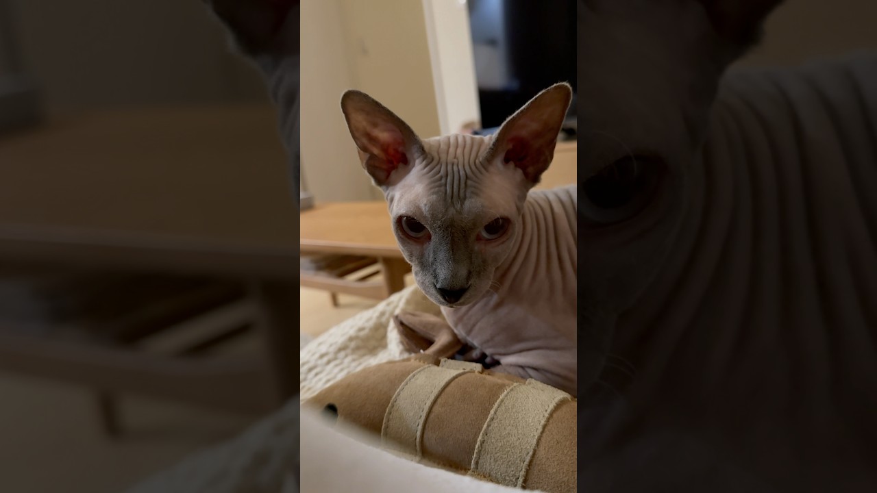 上目遣いが可愛すぎるけのない猫【スフィンクス】