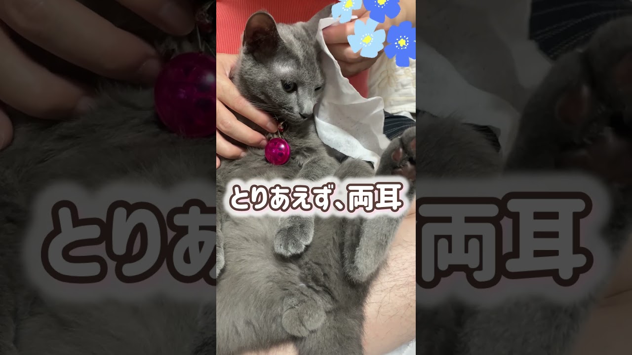 ロシブル💗ラブちゃん・いたせりつくせり💞 #ロシアンブルー ＃ロシブル ＃ラブちゃん