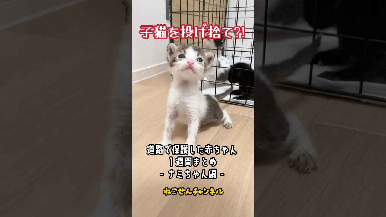 投げ捨てられた子猫の１週間💨 キジ白ナミちゃん編🐱 | ねこせん