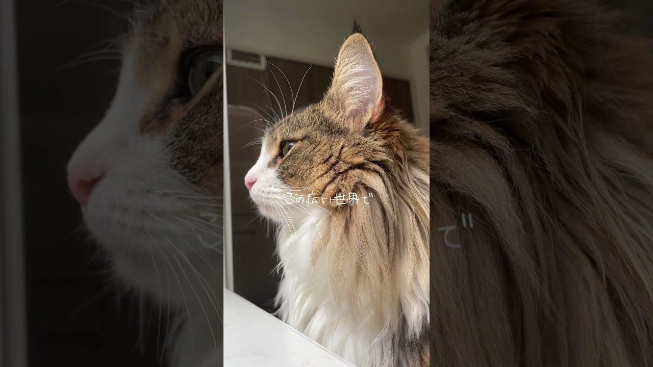 何十年後もずっと一緒にいたいよ　#猫 #ねこ #ノルウェージャン #ノルウェージャンフォレストキャット #北欧猫