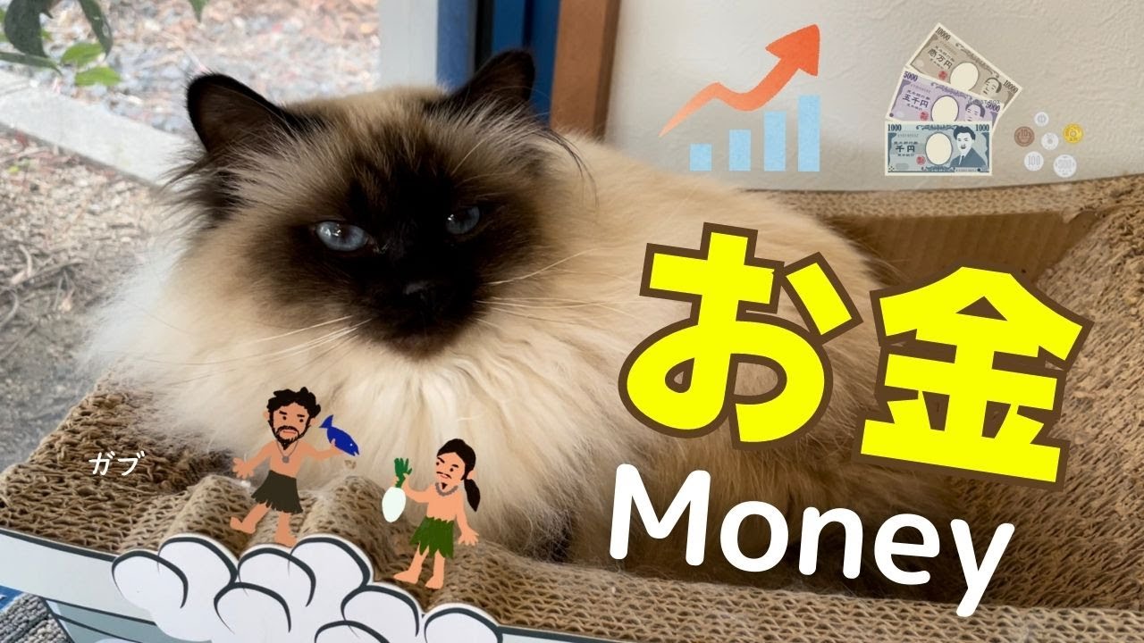 お金がない時代もあったニャ【お金】Money（バーマン猫）Birman/Cat