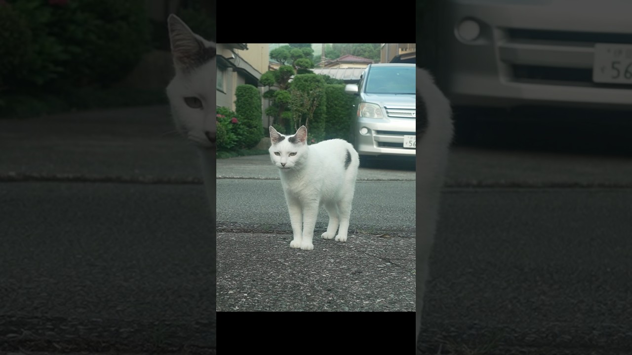 暑い夏の夕涼み散歩！伊豆も暑いぞ！ #ジャパニーズボブテイル#熱海 #散歩 #猫のいる暮らし  #保護猫と暮らす  #野良猫  #伊豆