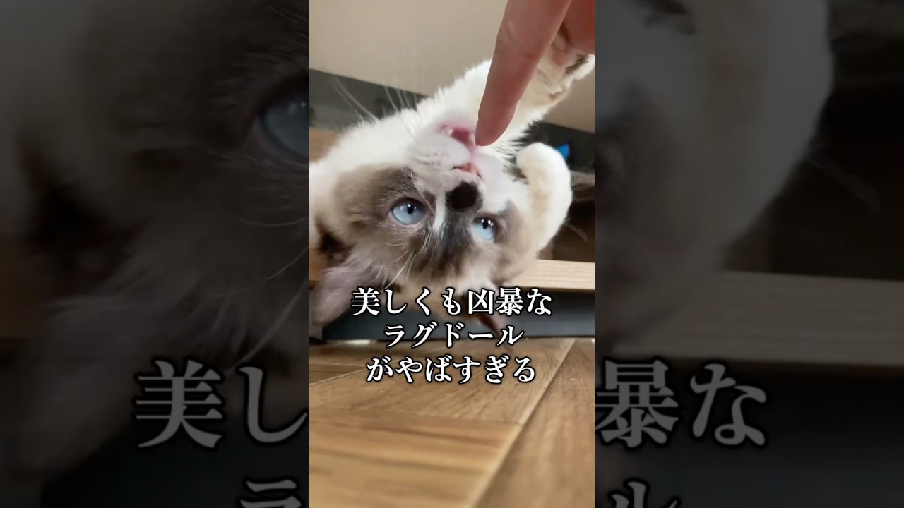 ラグドールが凶暴すぎる