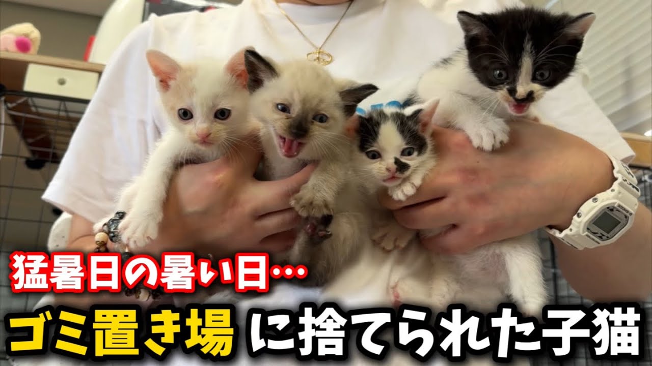 猛暑の中捨てられた子猫がシェルターで新生活が始まりました