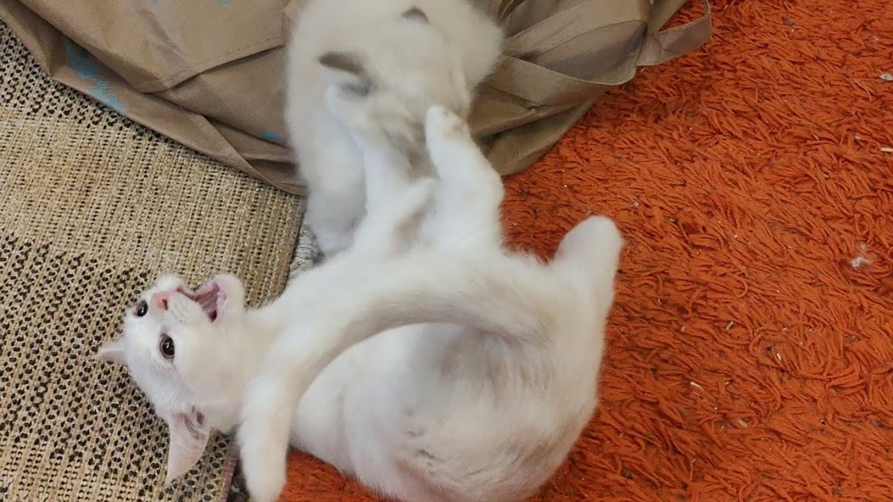 Little Ragdoll Fights His Uncles