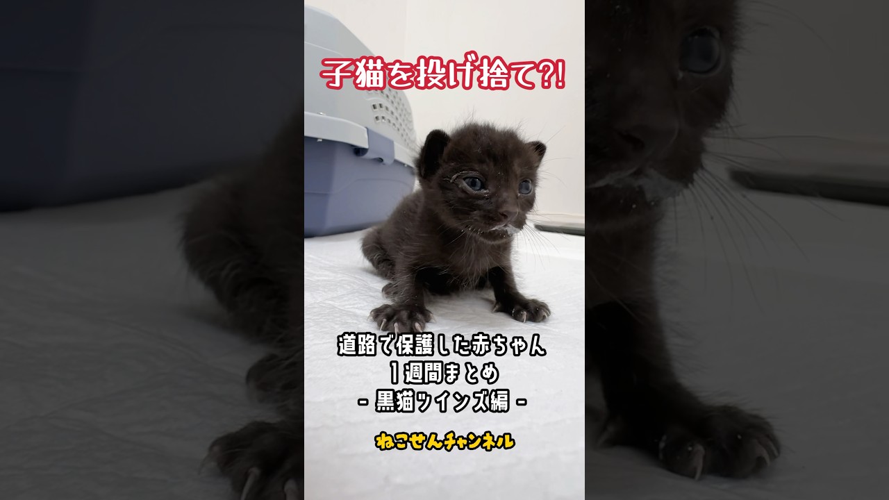 投げ捨てられた子猫の１週間💨 黒猫ツインズ編🐱 | ねこせん