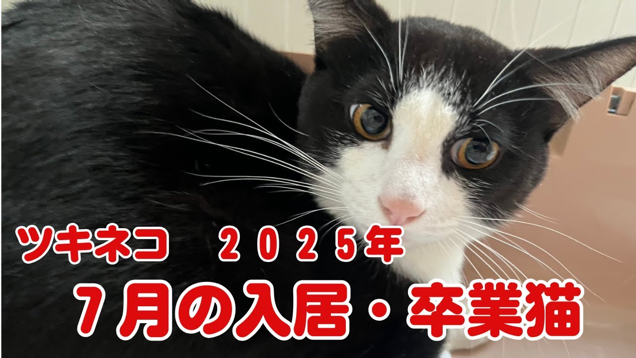 7月のツキネコシェルター通信📮入居＆卒業ニャンズ