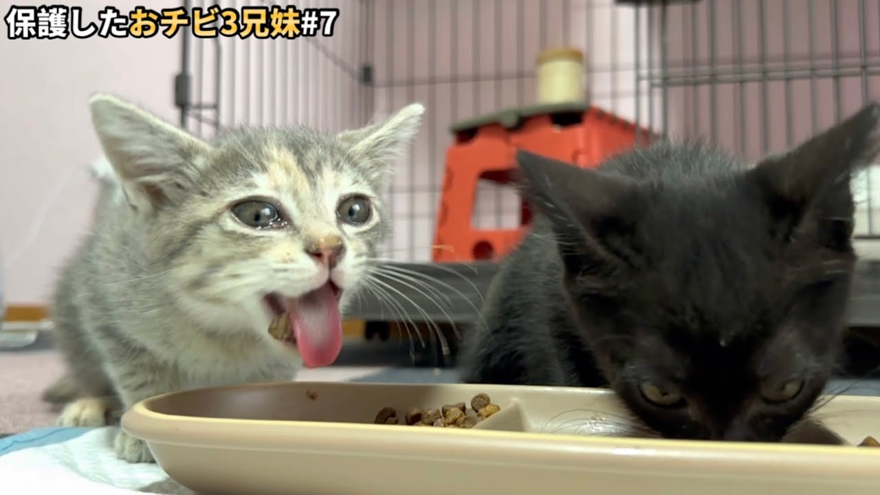 初めてのカリカリご飯にビックリした子猫がこうなりました