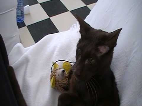 Havana Brown cat Stimpy playing with his toy