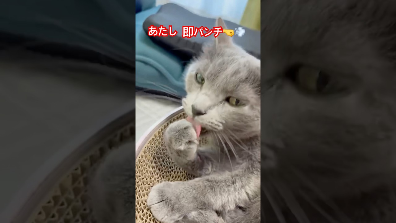 パパを撃退する準備‼️  #猫 #ロシアンブルー #shorts