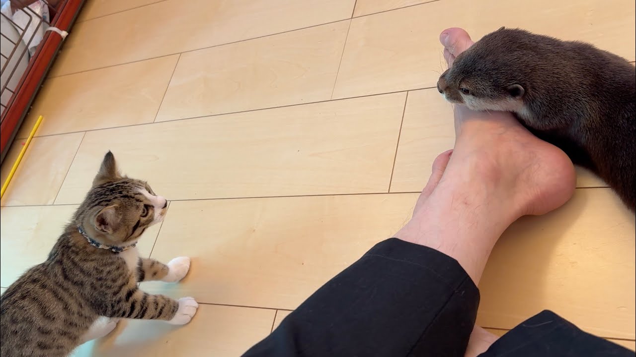 子猫に少しずつ歩み寄ろうと様子を見られるカワウソ Kitten trying to walk up to an otter