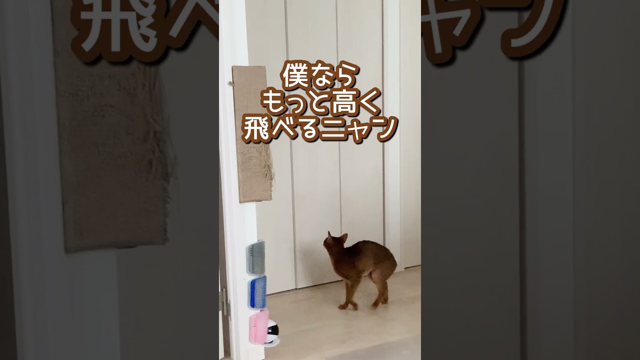 垂直飛びする猫　#shorts