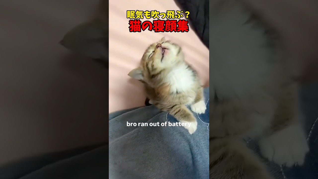 守るべきものがここにある #猫 #cat #cats #cute