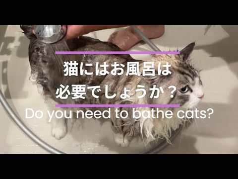 猫の落ち着いてお風呂｜Bathing Your Cat Calmly
