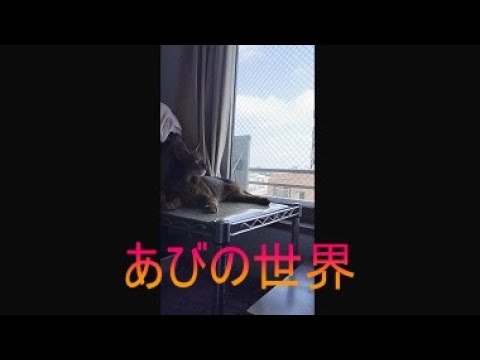 ネコ動画あび＃5173　あびの毎日　アビシニアン　あび