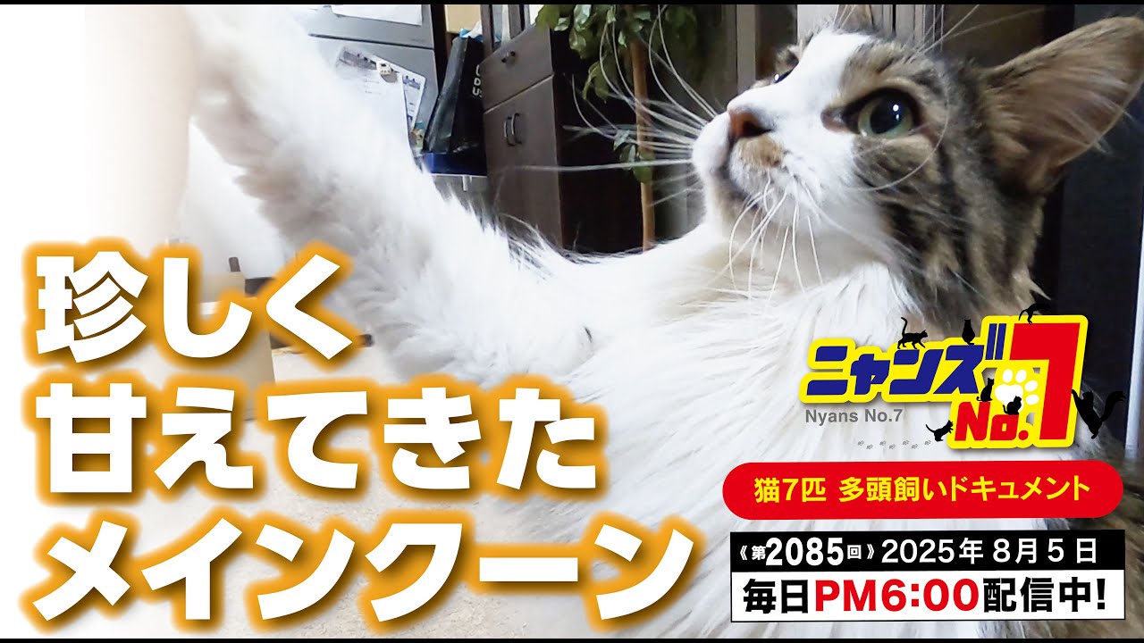 《第2085回》珍しく甘えてきたメインクーン