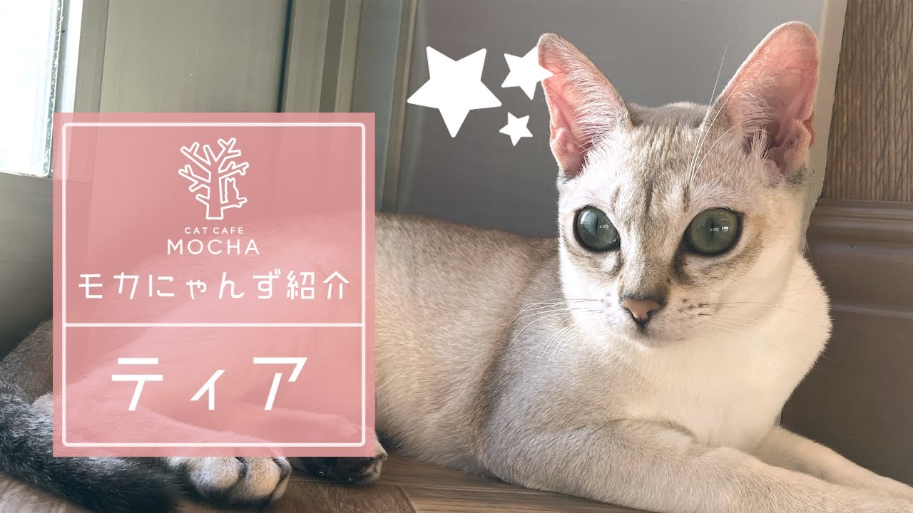 ティア （シンガプーラ♀）名古屋みなと店