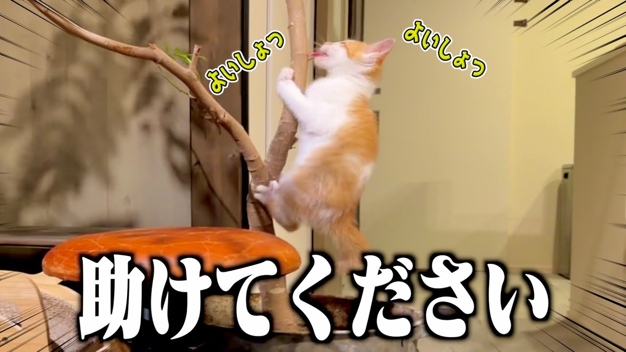 木登りを覚えた子猫のイタズラが限界突破している件について。