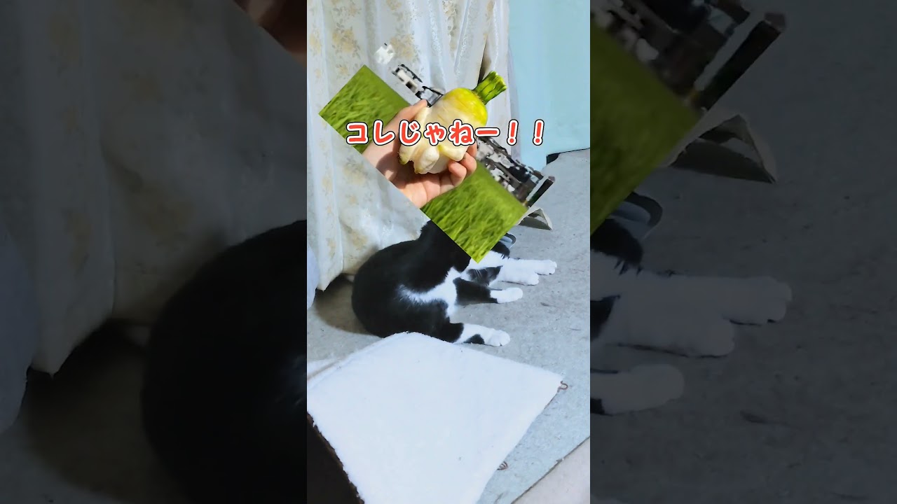 お下品ね😄#shorts#ハチワレ#コラット#お下品