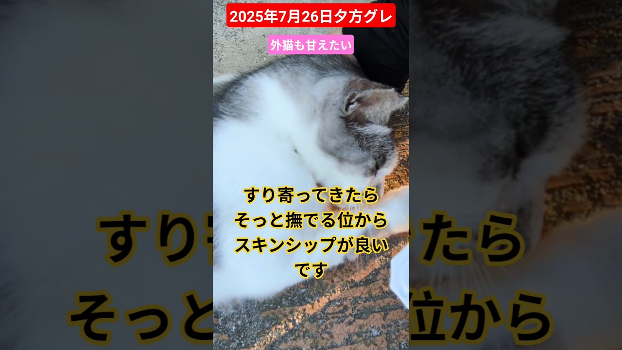 【2025年7月26日夕方グレ】外猫も甘えたい🙏