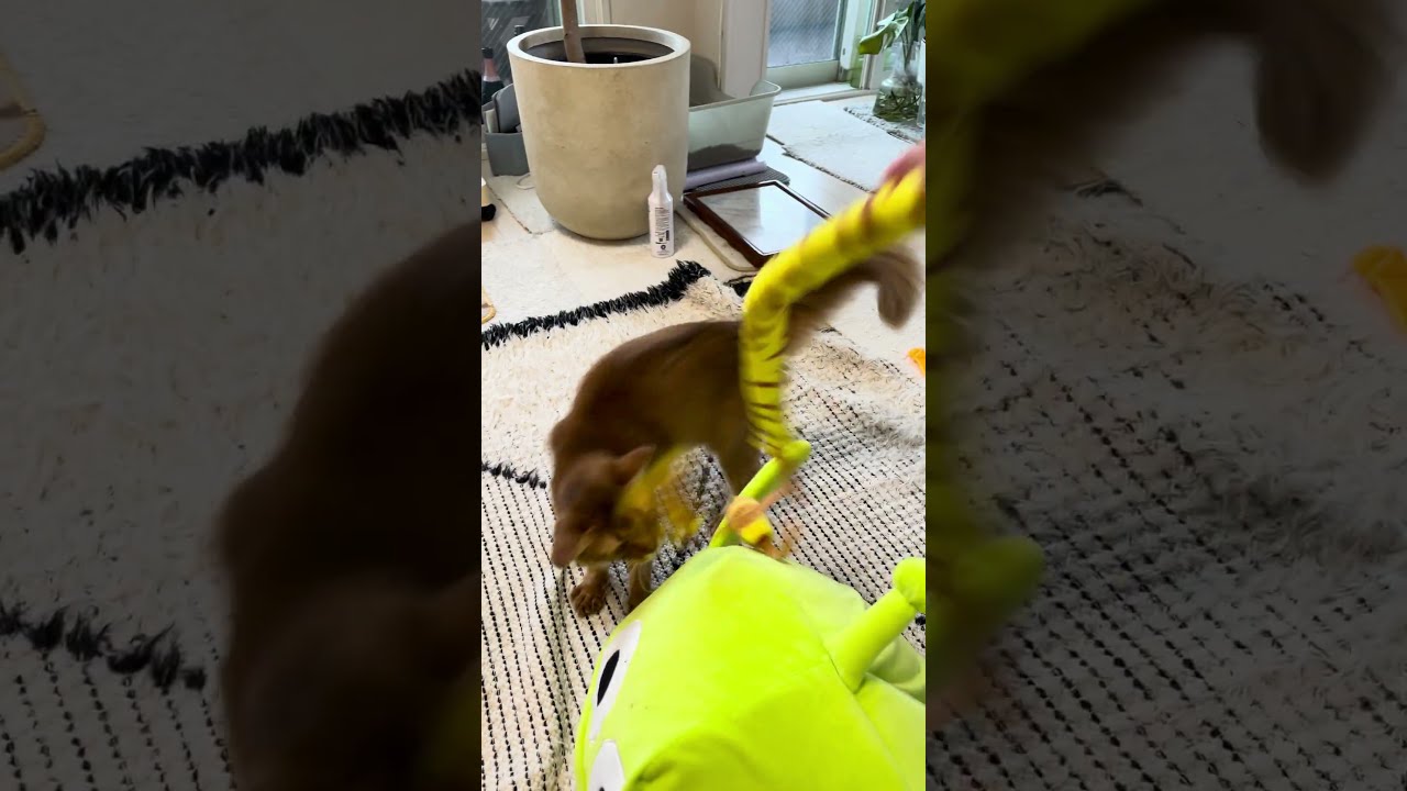 ハッスルターイムにゃー🐈 #cat #ねこ #猫 #ネコ  #ソマリ #chat