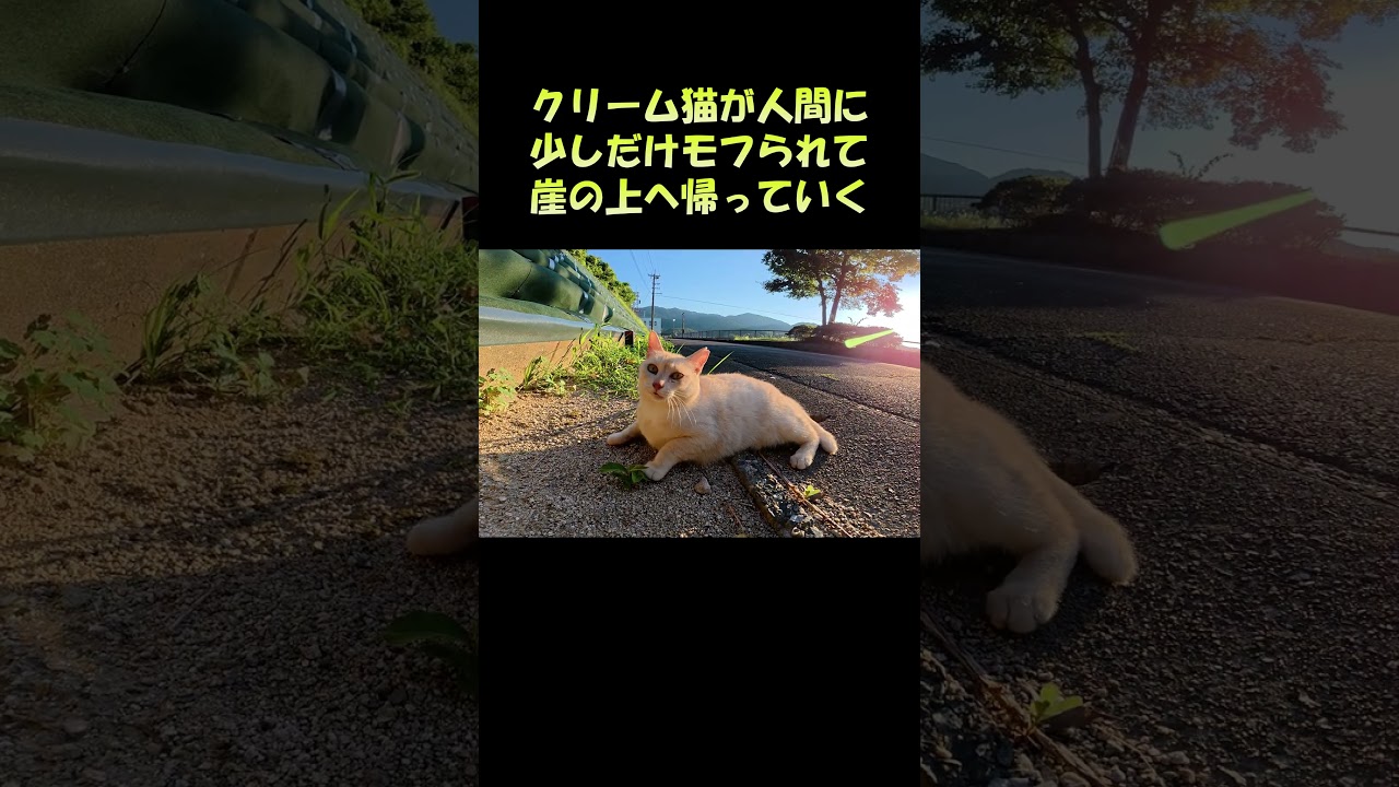 クリーム猫が人間に少しだけモフられて崖の上に帰っていく #猫 #ねこ #cat